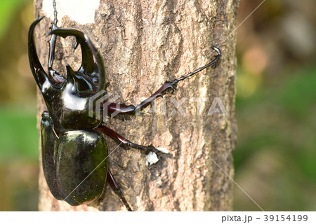 コーカサスオオカブトムシ 39154199