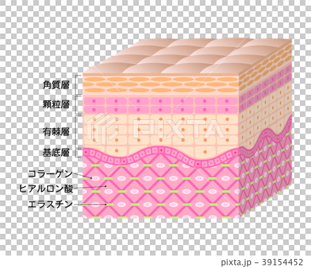 Skin cross section Skin cross section 39154452