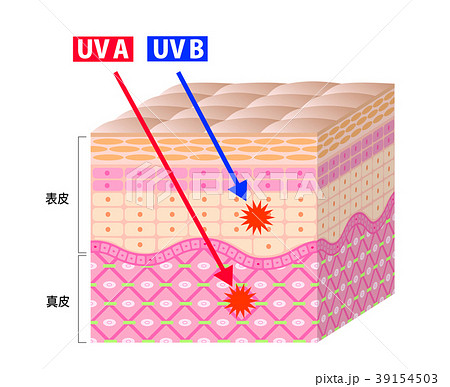 肌 断面図 日焼け シミのイラスト素材