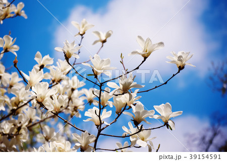 Magnolia spring flowers 39154591