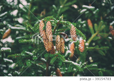 Fir tree branches Fir tree branches 39154783
