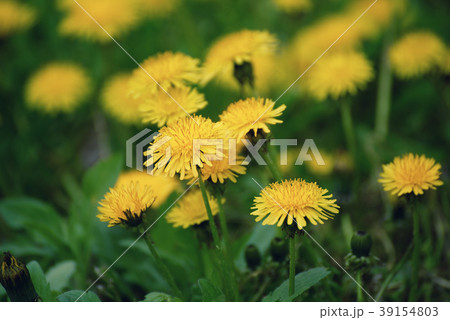 Dandelion flower meadow 39154803