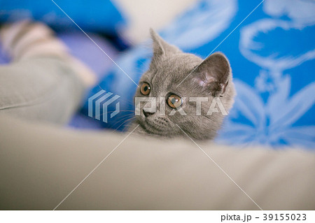 Cat looks out hiding, surprise, hunting sunlight Cat looks out hiding, surprise, hunting sunlight 39155023