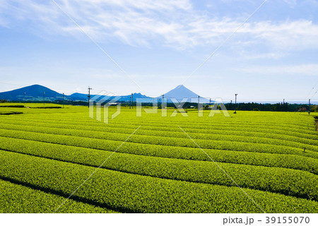 開聞岳とお茶畑 39155070