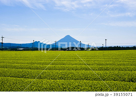 開聞岳とお茶畑 39155071