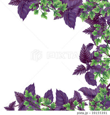 Illustration of Basil and parsley. Decor of liane. Illustration of Basil and parsley. Decor of liane. 39155391