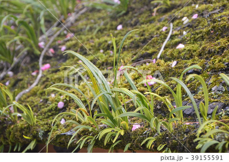 芽吹き・茅葺き屋根(出水麓武家屋敷群/鹿児島県出水市麓町) 芽吹き・茅葺き屋根(出水麓武家屋敷群/鹿児島県出水市麓町) 39155591