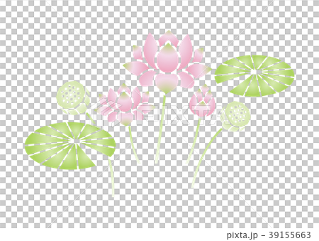 Lotus flower  39155663