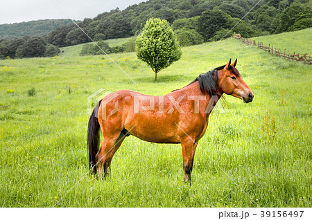A brown horse stands on a green field against a A brown horse stands on a green field against a 39156497