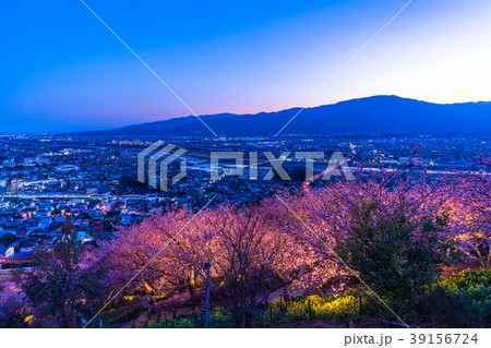 《神奈川県》夜桜の丘・松田町 39156724