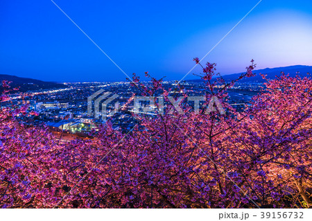 《神奈川県》夜桜の丘・松田町 39156732