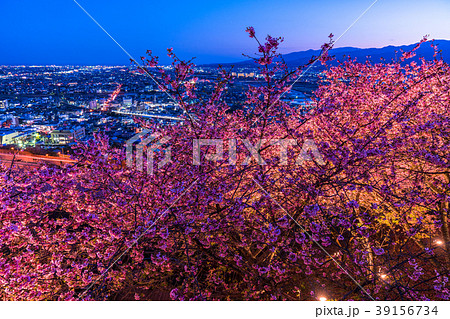 《神奈川県》夜桜の丘・松田町 39156734