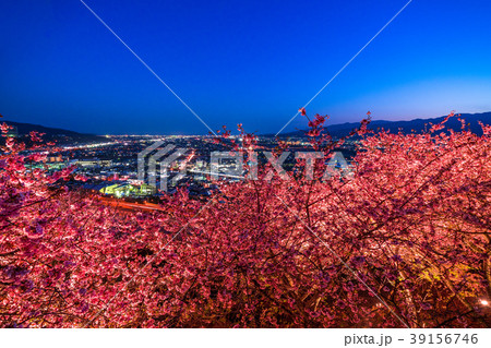 《神奈川県》夜桜の丘・松田町 39156746