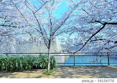 大阪城と桜 39156778