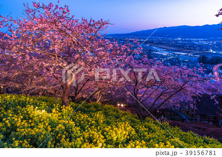 《神奈川県》夜桜の丘・松田町 39156781