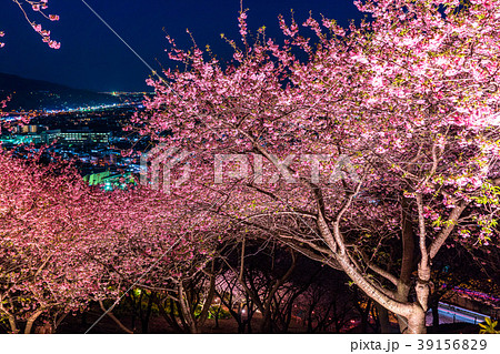 《神奈川県》夜桜の丘・松田町 39156829