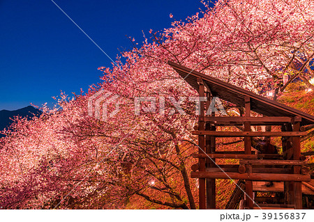 《神奈川県》夜桜の丘・松田町 《神奈川県》夜桜の丘・松田町 39156837