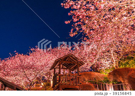 神奈川県 夜桜の丘 松田町の写真素材