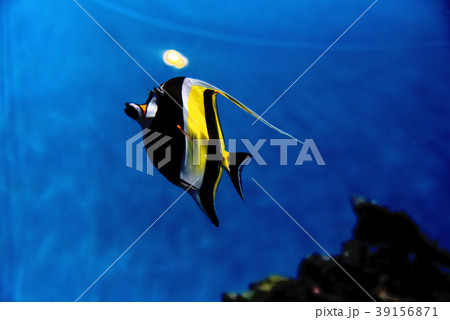 月と魚　 39156871