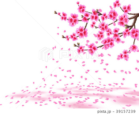 Sakura. A lush cherry branch with purple flowers Sakura. A lush cherry branch with purple flowers 39157239