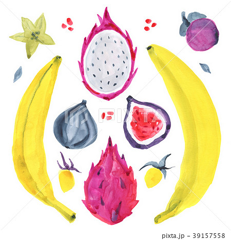 Watercolor exotic fruit. Hand drawn illustration 39157558