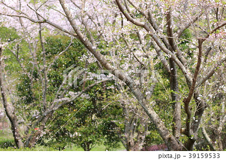 桜が散る蛇ヶ谷公園 桜が散る蛇ヶ谷公園 39159533