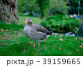 カモ　公園 39159665