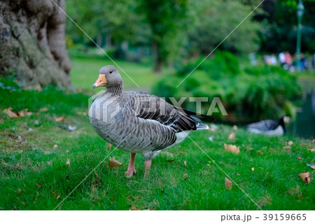 カモ 公園 カモ 公園 39159665