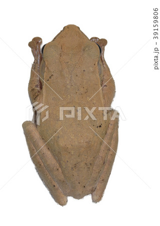 Common tree frog with isolated on white background Common tree frog with isolated on white background 39159806