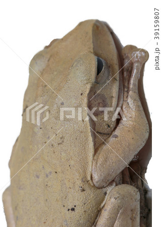 Common tree frog with isolated on white background 39159807