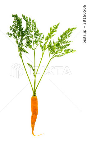 carrots with leaves isolated 39160506