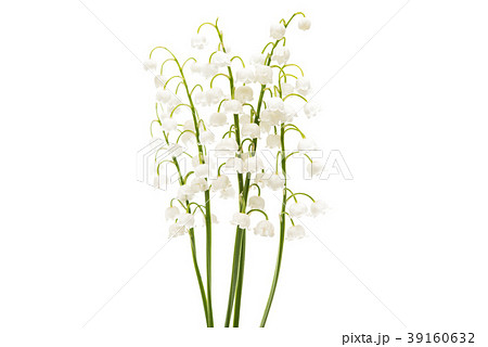 Lily of the valley flowers isolated Lily of the valley flowers isolated 39160632