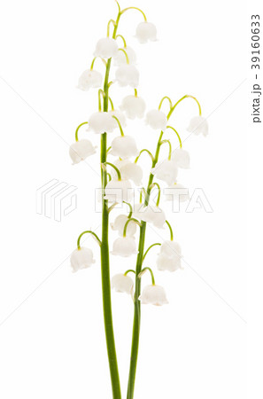 Lily of the valley flowers isolated Lily of the valley flowers isolated 39160633