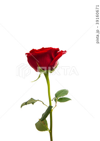 red rose isolated 39160671