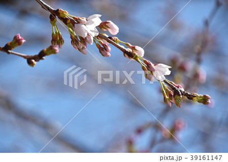 開花寸前の桜の蕾 39161147