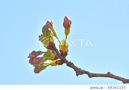 開花寸前の桜の蕾 39161155
