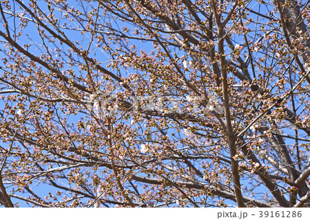 チラホラ咲き始めた桜 チラホラ咲き始めた桜 39161286