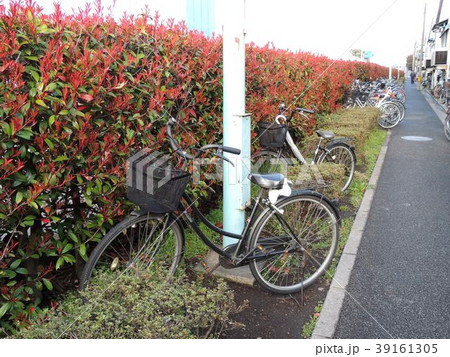 歩道の生け垣に乗り入れ駐輪する自転車 歩道の生け垣に乗り入れ駐輪する自転車 39161305