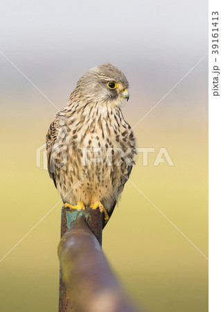 Common kestrel (Falco tinnunculus) Common kestrel (Falco tinnunculus) 39161413