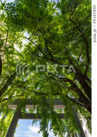 波除稲荷神社枝垂れ銀杏 波除稲荷神社枝垂れ銀杏 39162890