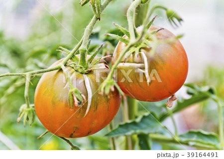 Fresh green tomatos in the garden Fresh green tomatos in the garden 39164491