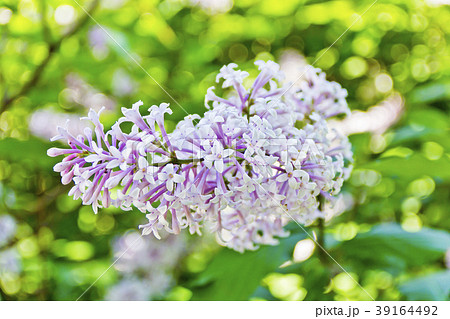 One inflorescence pale purple lilac 39164492