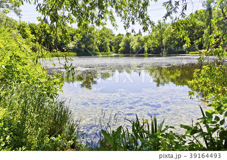 Summer landscape with lake and forest 39164493