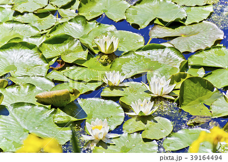 Lake with water lily and frog 39164494