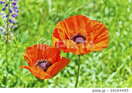 Two red poppys 39164495