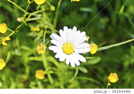 Green grass and white chamomile 39164496