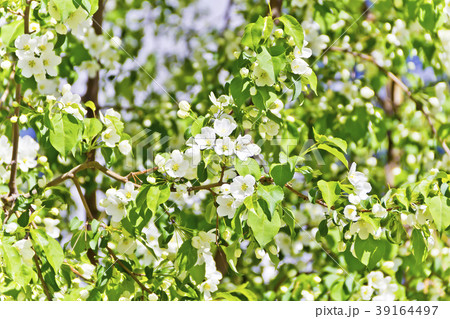 Green branch with white apple flowers Green branch with white apple flowers 39164497
