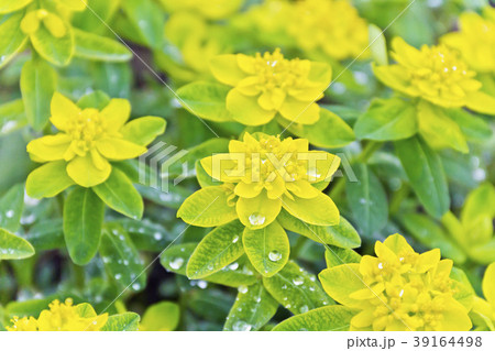 Yellow flower in summer Yellow flower in summer 39164498