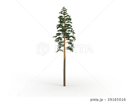 pine pine 39165016