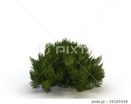 thuja 39165049